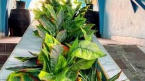 Una jardinera estrecha con follaje verde exuberante, una planta en maceta y una pared azul con una ventana y un cuadro enmarcado.