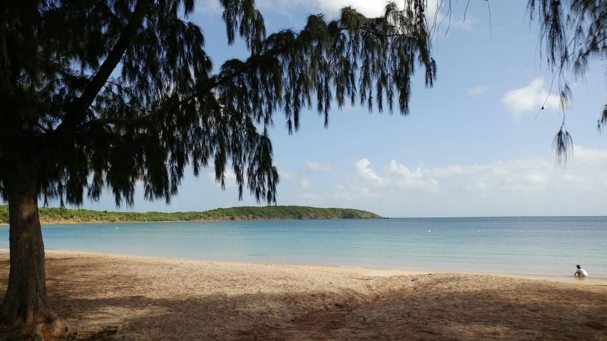 Una playa con un árbol en primer plano y una persona en el agua.