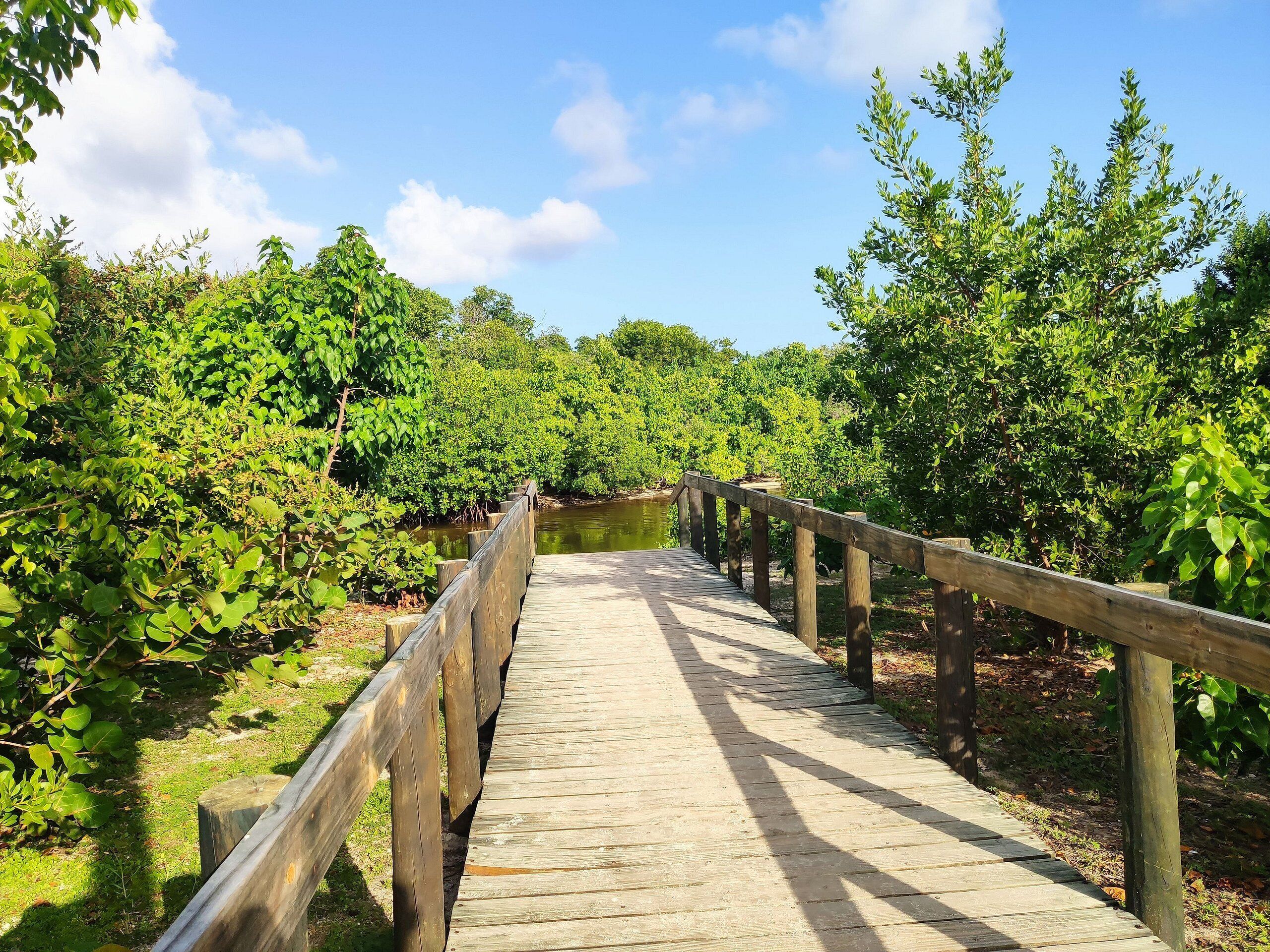 A wooden boardwalk through a lush, green area with dense foliage on both sides.