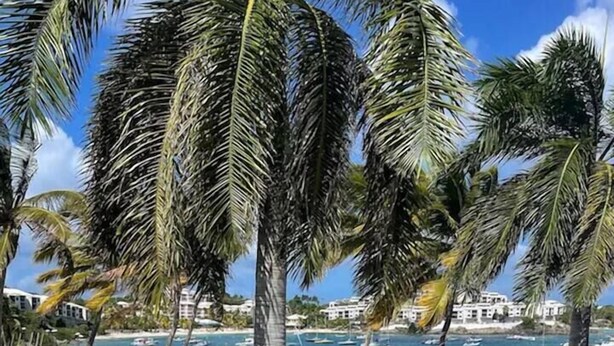 Ein Strand mit Palmen, klarem, blauem Wasser und Booten.