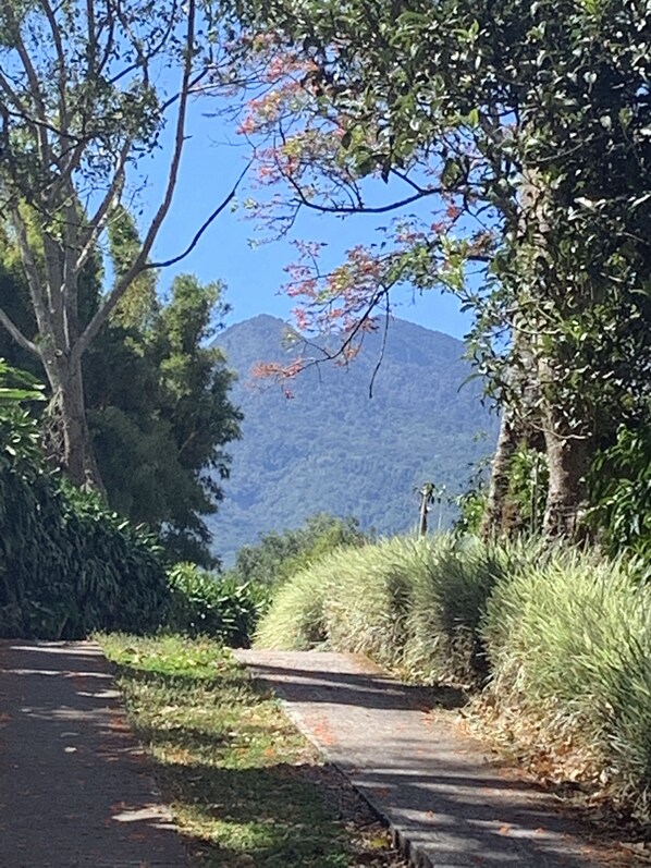 A paved pathway flanked by lush greenery and a mountain in the background.