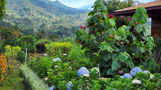 Un jardín con flores de hortensia, una estructura de madera y un paisaje montañoso al fondo.