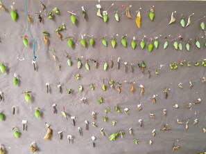 Interior - Eco resort: Panama's largest butterfly exhibit, native bee and honey farm (Boquete)