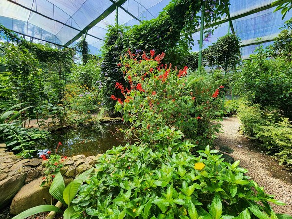 Property grounds - Eco resort: Panama's largest butterfly exhibit, native bee and honey farm (Boquete)