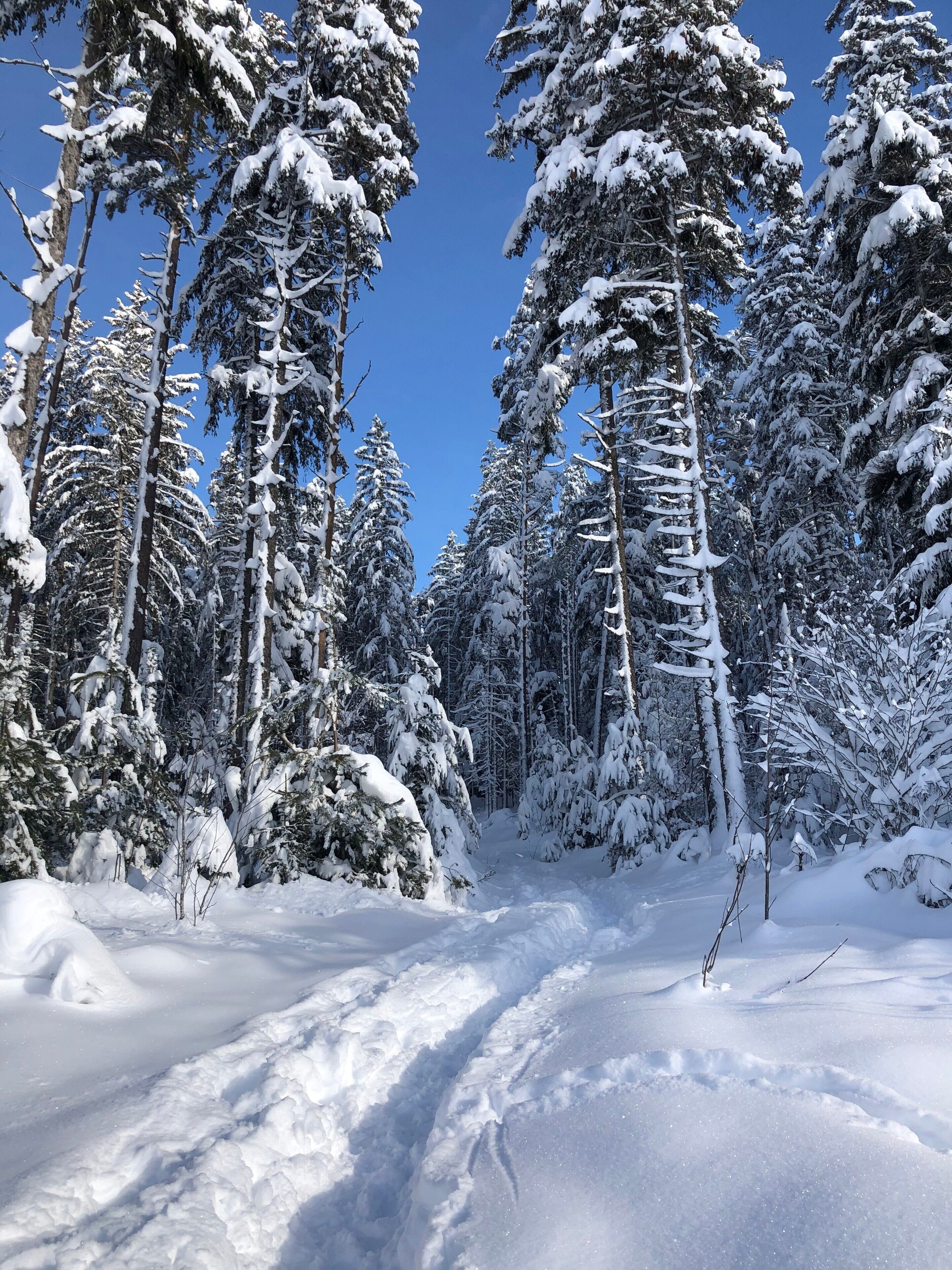 A snowy forest with tall evergreen trees and a clear blue sky.