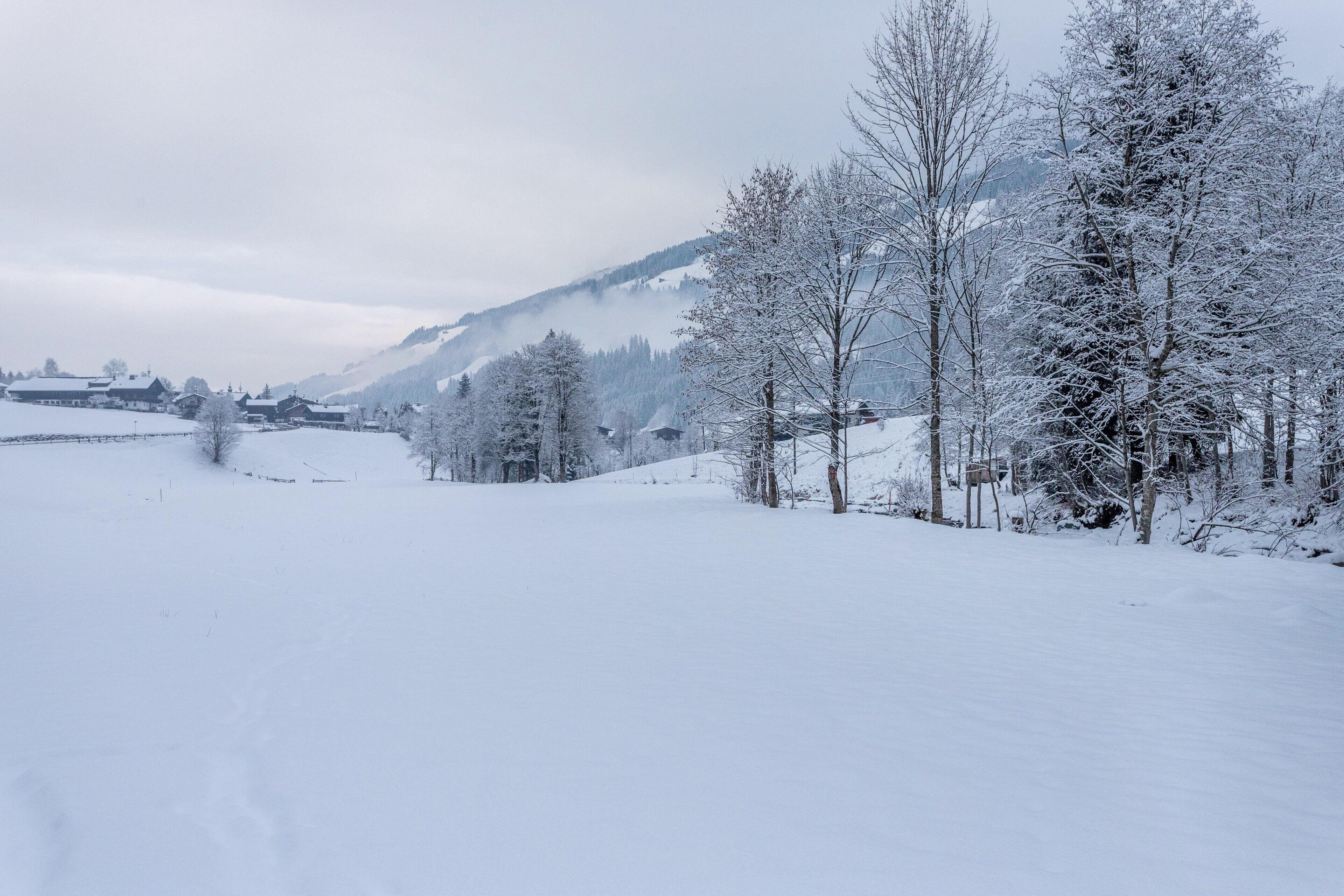 A snowy landscape with trees and buildings.