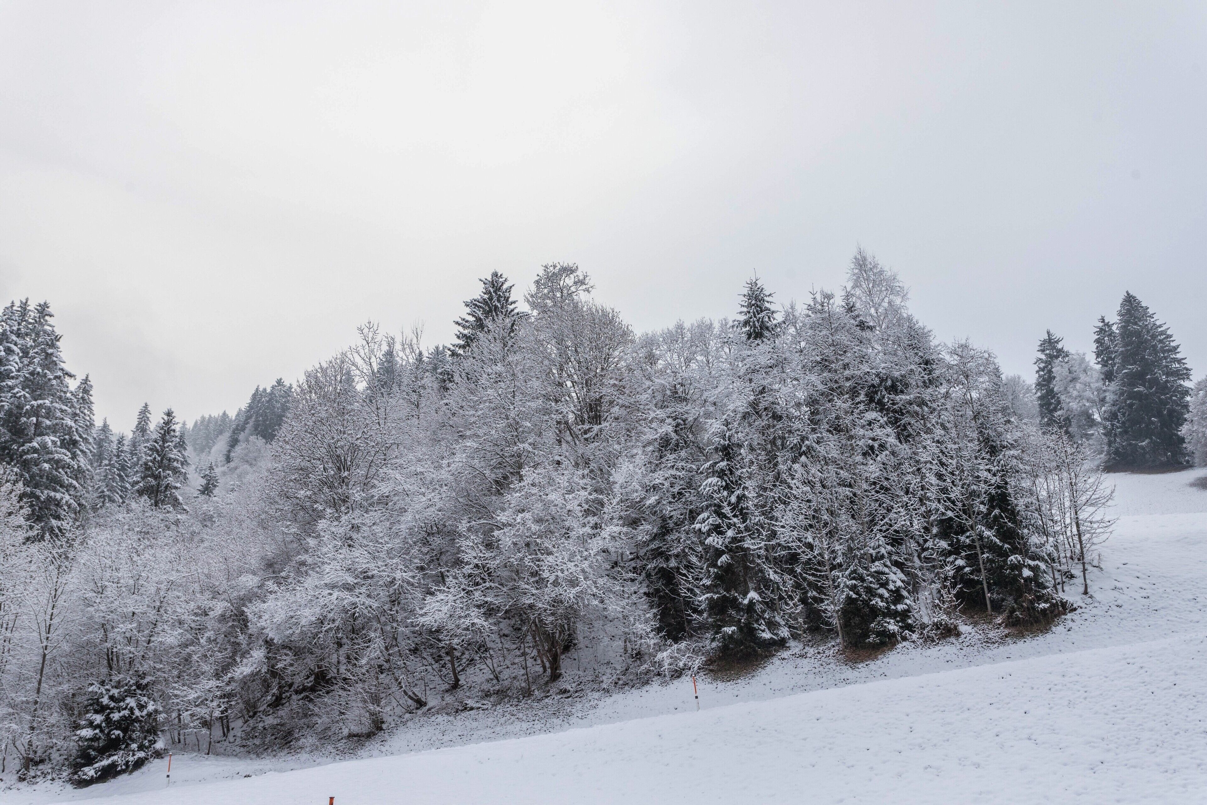 Un paysage forestier enneigé, avec de nombreux arbres à feuilles persistantes.