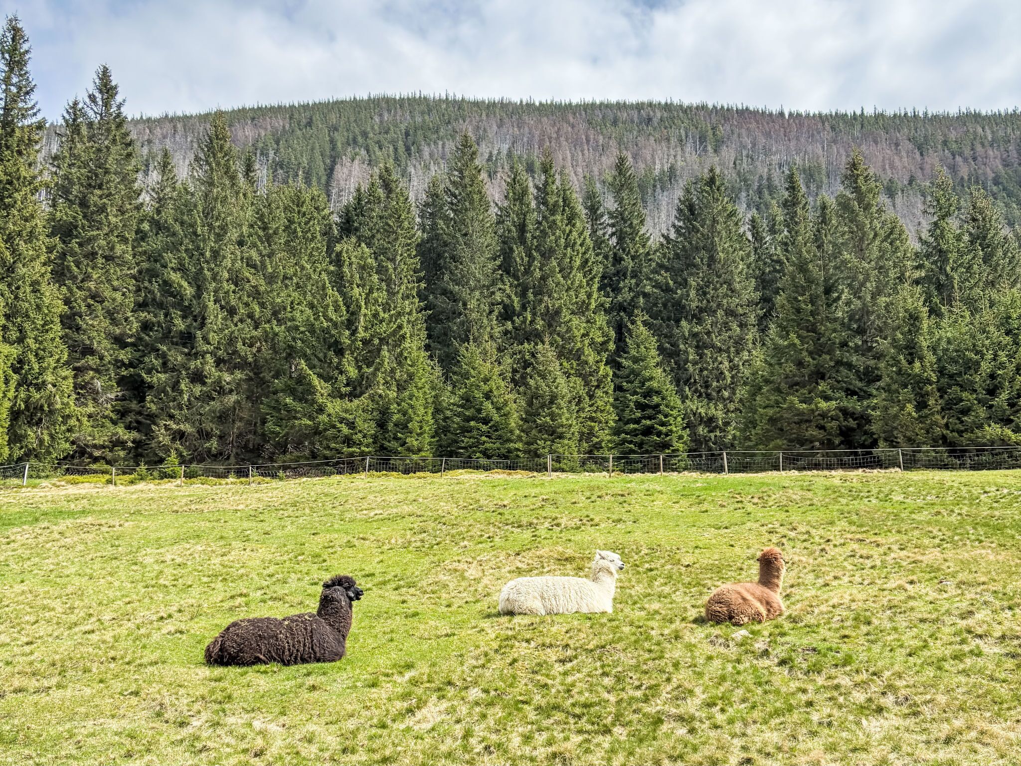 A grassy field with three sheep and a forested hill in the background.