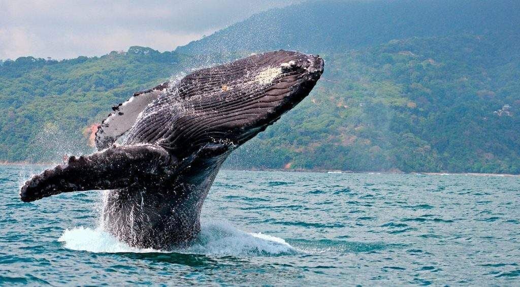 Una ballena jorobada emerge del agua con un imponente telón de fondo montañoso.