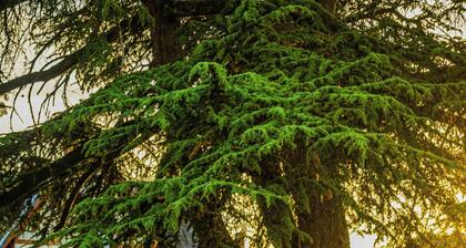 VVF Nature Parc Sologne Berry, Neuvy sur Barangeon
