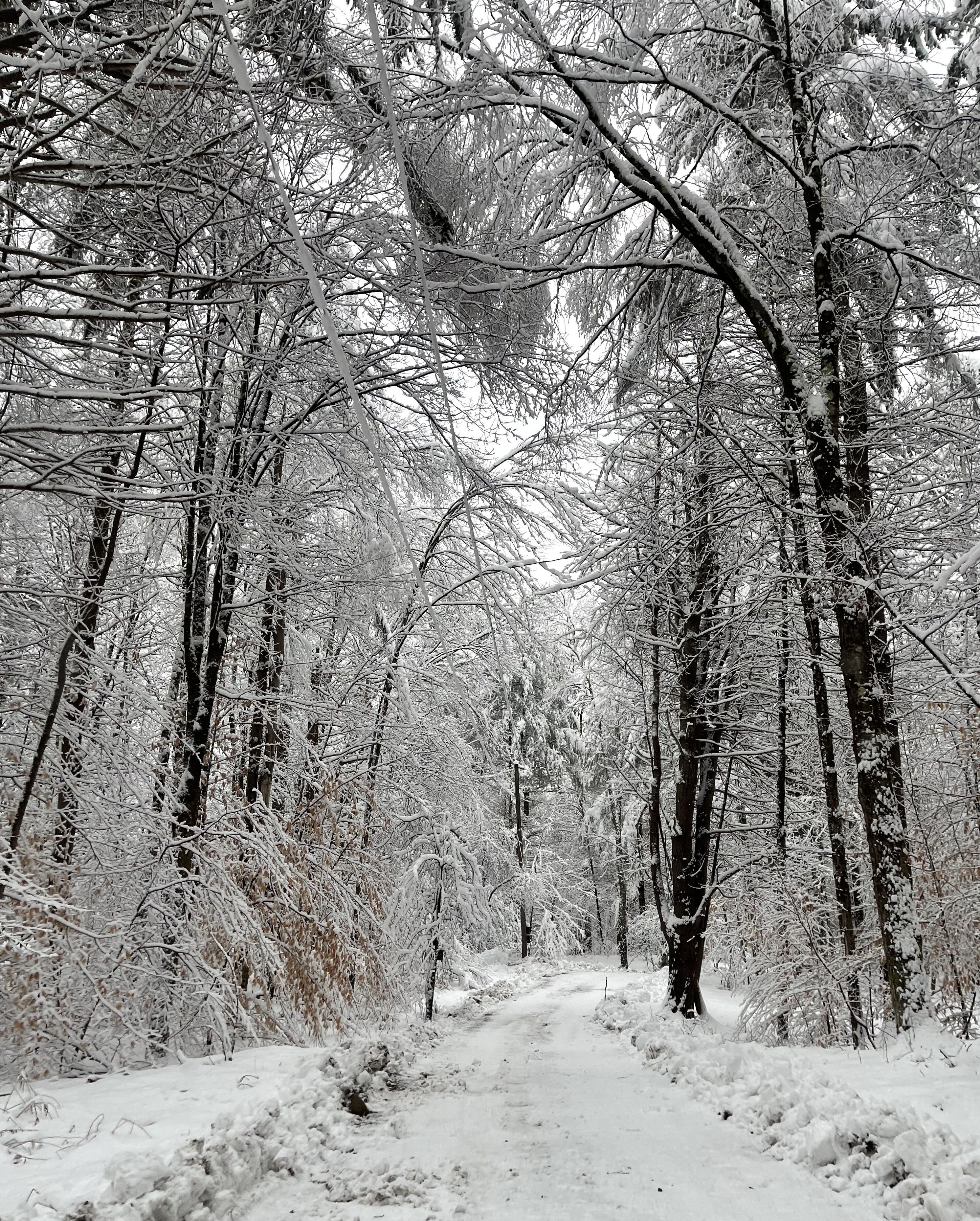 Ein verschneiter Waldweg mit hohen Bäumen und dichtem Unterholz.