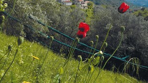 A rural landscape with a grassy field, red flowers, and a distant view of houses on a hill. - LOFT CASA NEPITA TALLANO 72 m2 CLIM VUE GRANDIOSE furnished tourism 3 stars (Sainte-Lucie-de-Tallano)