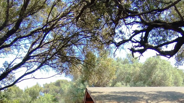 A wooden cabin with a deck, surrounded by greenery and trees. - La Tinutella 2, la tinutella (Olmeto)