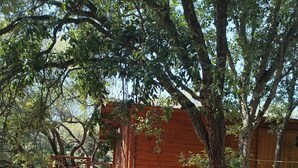 A wooden cabin with a wooden deck and a staircase leading to the entrance. - La Tinutella 2, la tinutella (Olmeto)