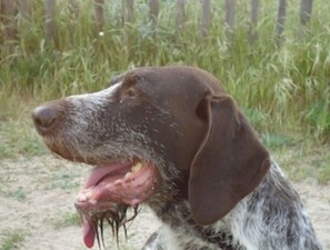 Animaux de compagnie acceptés