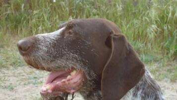 Animaux de compagnie acceptés