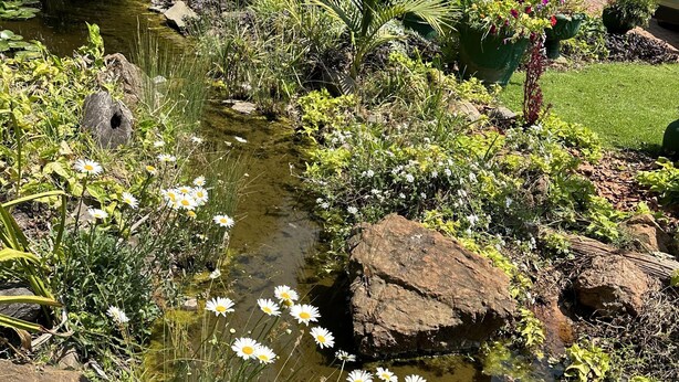 Een tuin met een beekje, rotsen en witte bloemen.