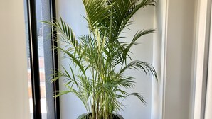 A corner of a room with a large potted plant, a woven stool, and a glass door. - theGREEN Villa, your solar powered home away from home (Cape Town)