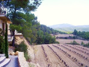 A vineyard with rows of grapevines and a building with steps leading up to it.