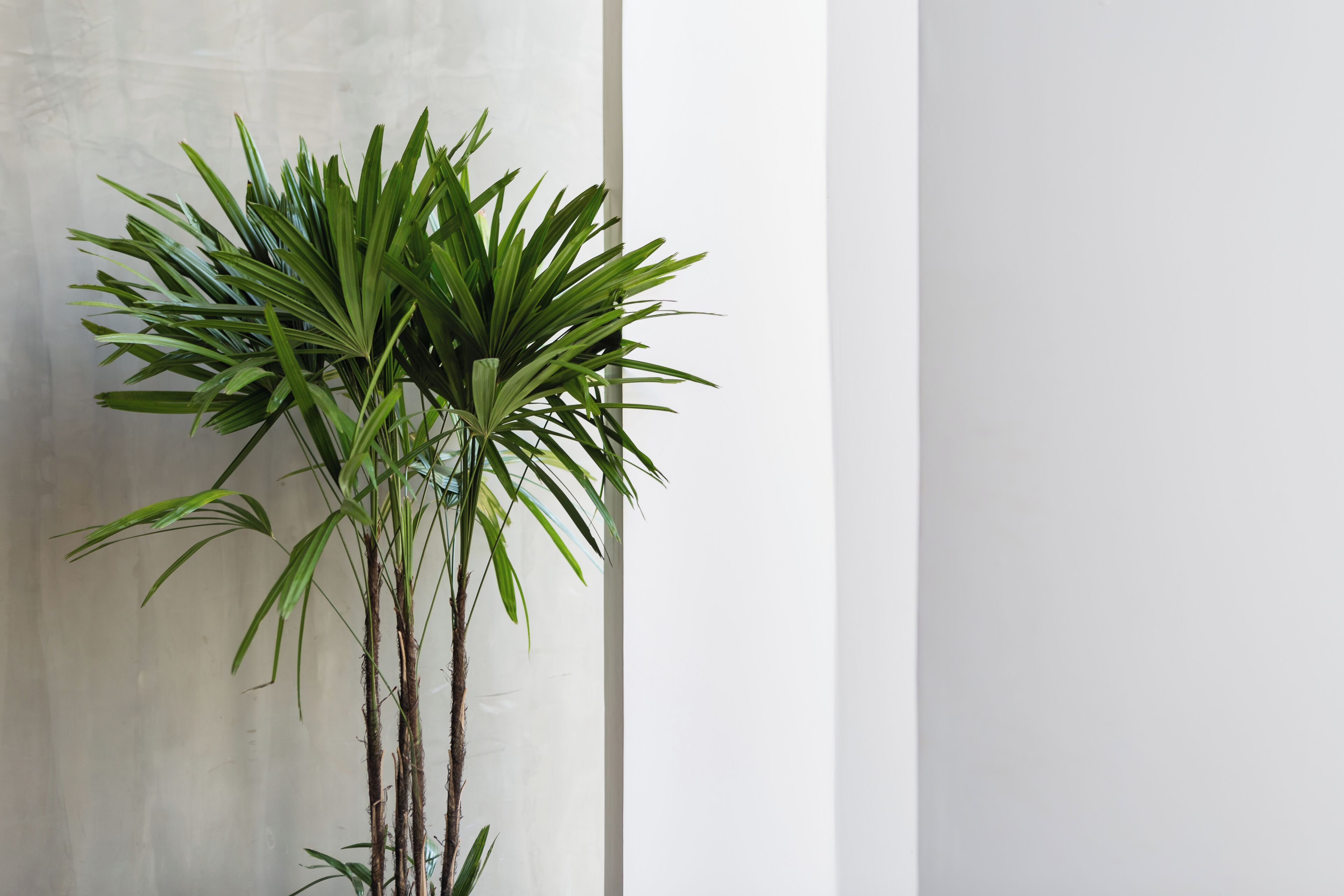A tall potted plant with long, slender leaves against a plain wall.
