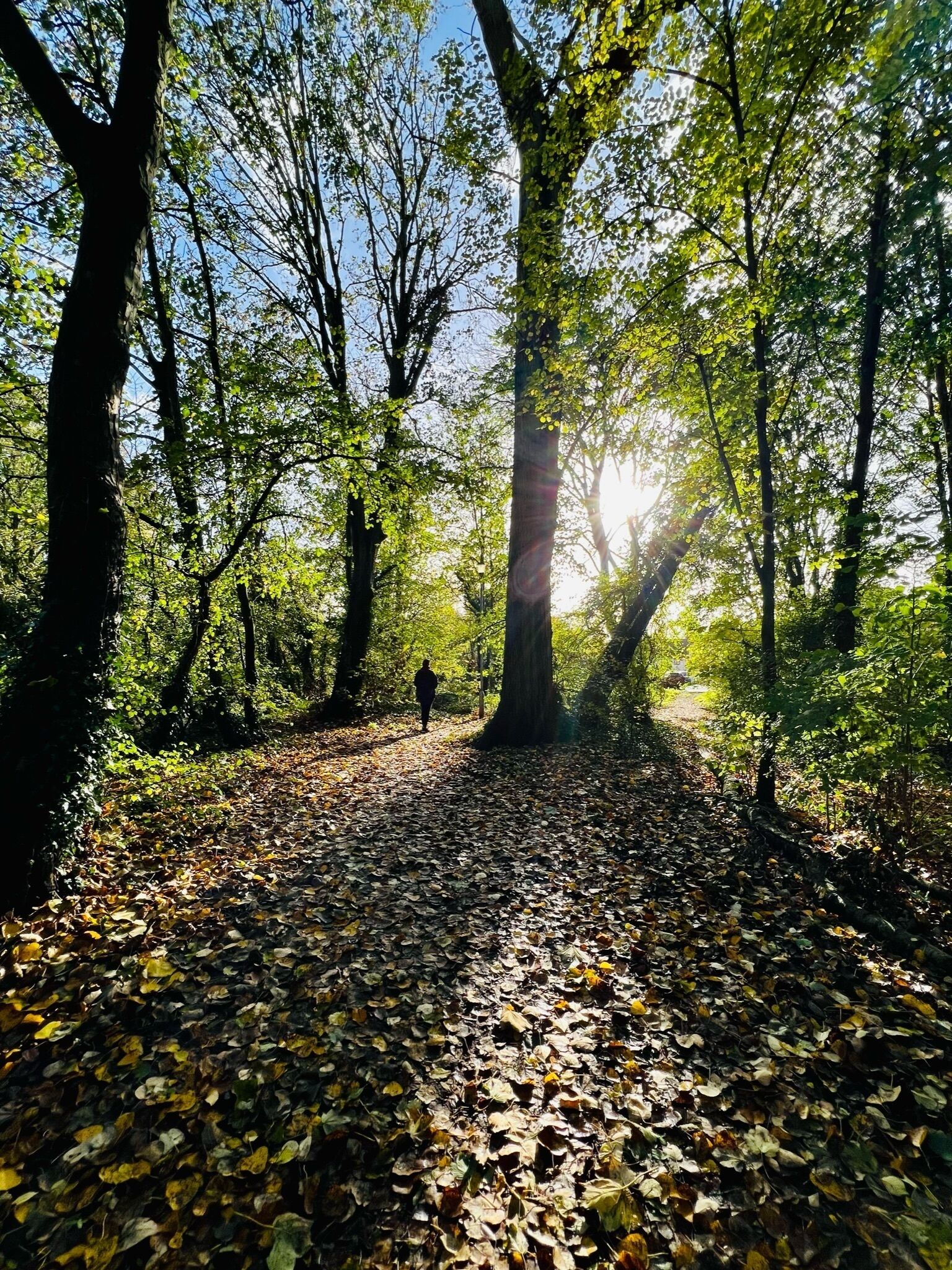 A forest path with sunlight filtering through trees, covered with fallen leaves.