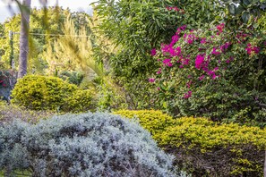 Stroll through a serene garden filled with lush greenery and vibrant flowers.
