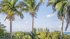 A swimming pool with clear blue water, surrounded by palm trees and lush greenery.