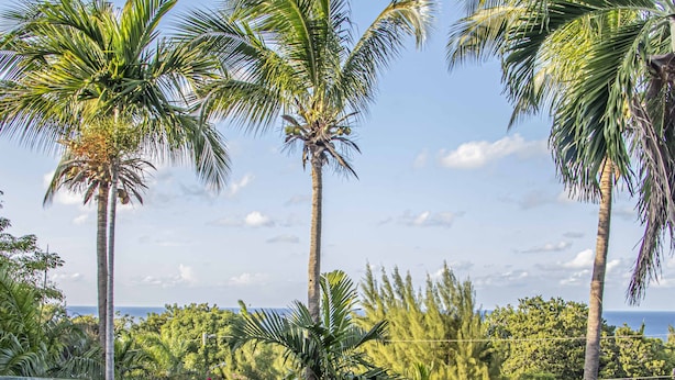 A swimming pool with clear blue water, surrounded by palm trees and lush greenery. - Villa Belle Abri (Montego Bay)