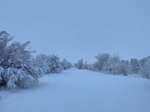 Escape to a serene winter wonderland surrounded by snow-covered trees along a peaceful road.