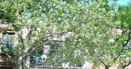 Luxury Brownstone in Prospect Heights