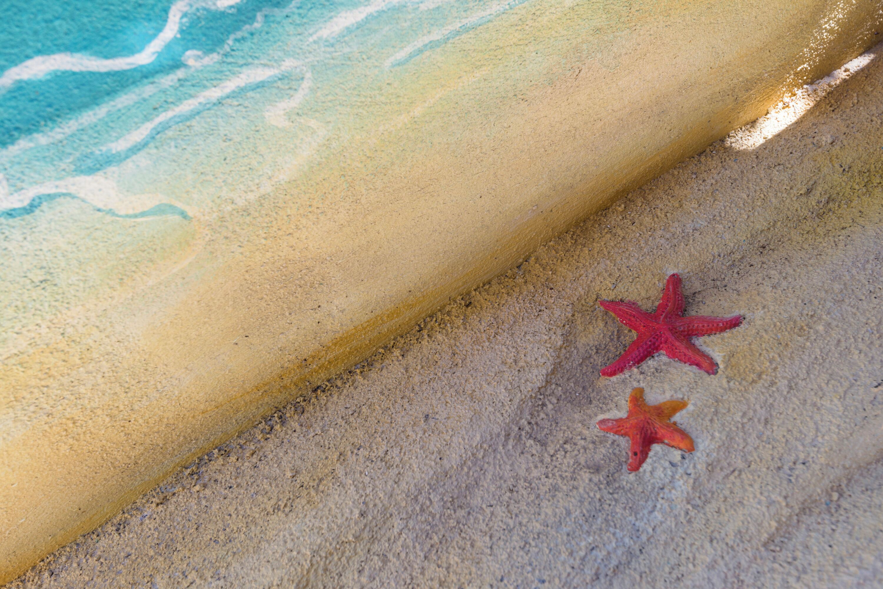 A sandy beach with two starfish.