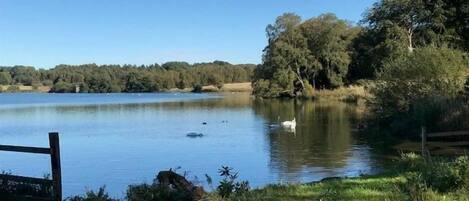 Un lago tranquilo con una cerca de madera y árboles al fondo.