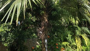A lush garden with a prominent palm tree and various other plants.