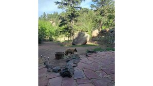 Uma área pavimentada com ladrilhos de pedra, uma rocha grande e um urso em um ambiente natural com árvores.