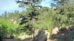 A paved area with stone tiles, a large rock, and a bear in a natural setting with trees.