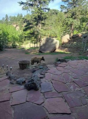 Une zone pavée avec des dalles de pierre, un grand rocher et un ours dans un environnement naturel, au milieu des arbres.