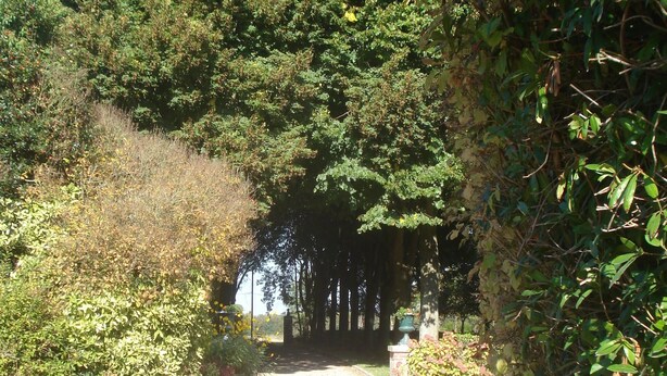 Een verhard pad dat door een tuin loopt, omzoomd door weelderige begroeiing.
