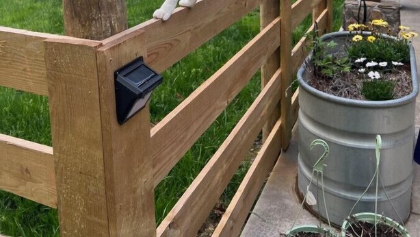 Un gato blanco sobre una valla de madera en un jardín con una maceta metálica y flores.