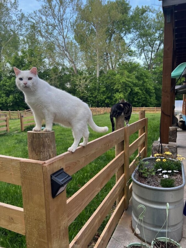 Un gato blanco sobre una valla de madera en un jardín con una maceta metálica y flores.