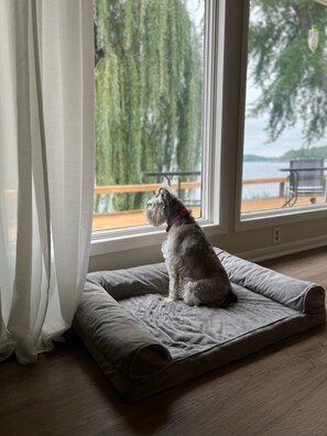 Guests can enjoy a serene view from the window, where a pet bed invites relaxation.