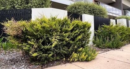 Pet friendly-Leafy Ground Floor Studio -Secure Courtyard, quiet neighbourhood