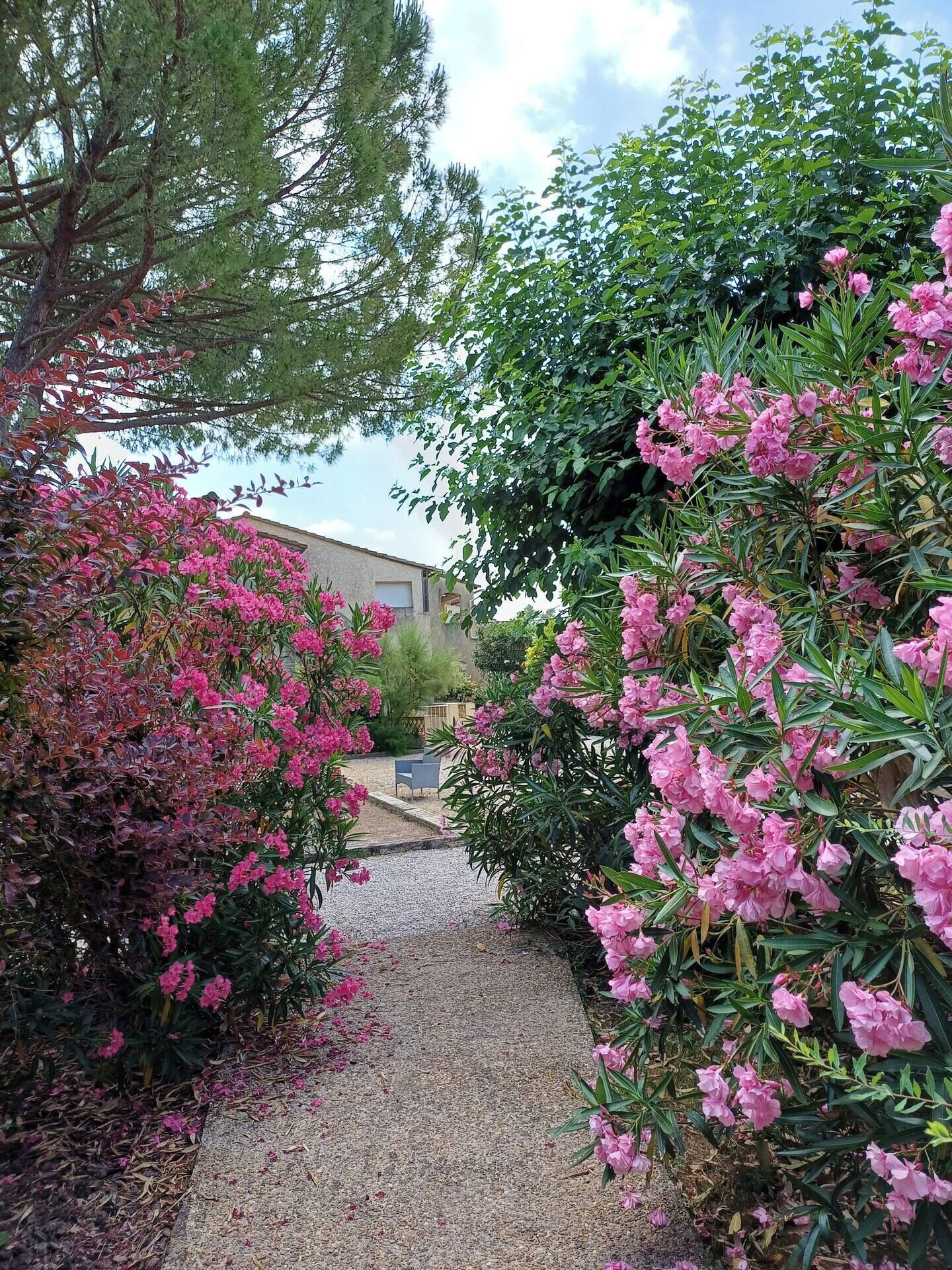 A gravel pathway leading to a building with a view of a garden with pink flowering shrubs.