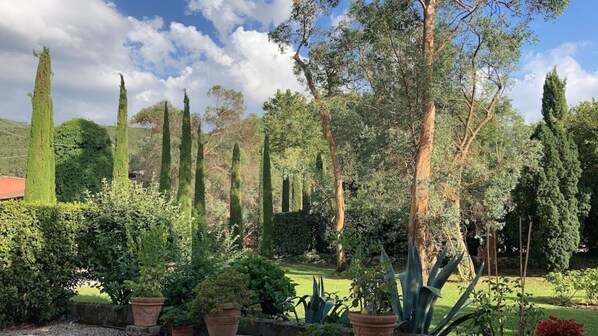 A garden with various trees and potted plants.