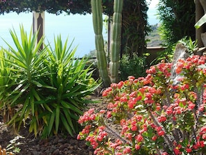 Property grounds - SPECIAL OFFER VISIT Madeira FebruaryWarm Pool Gardens terraces comfort (Arco da Calheta)