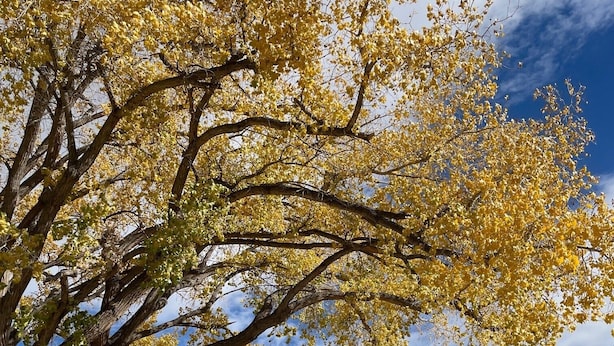 Une cabane rustique avec un garage, entourée d’une allée de gravier, d’un grand arbre aux feuilles jaunes et, au loin, d’une falaise rocheuse.