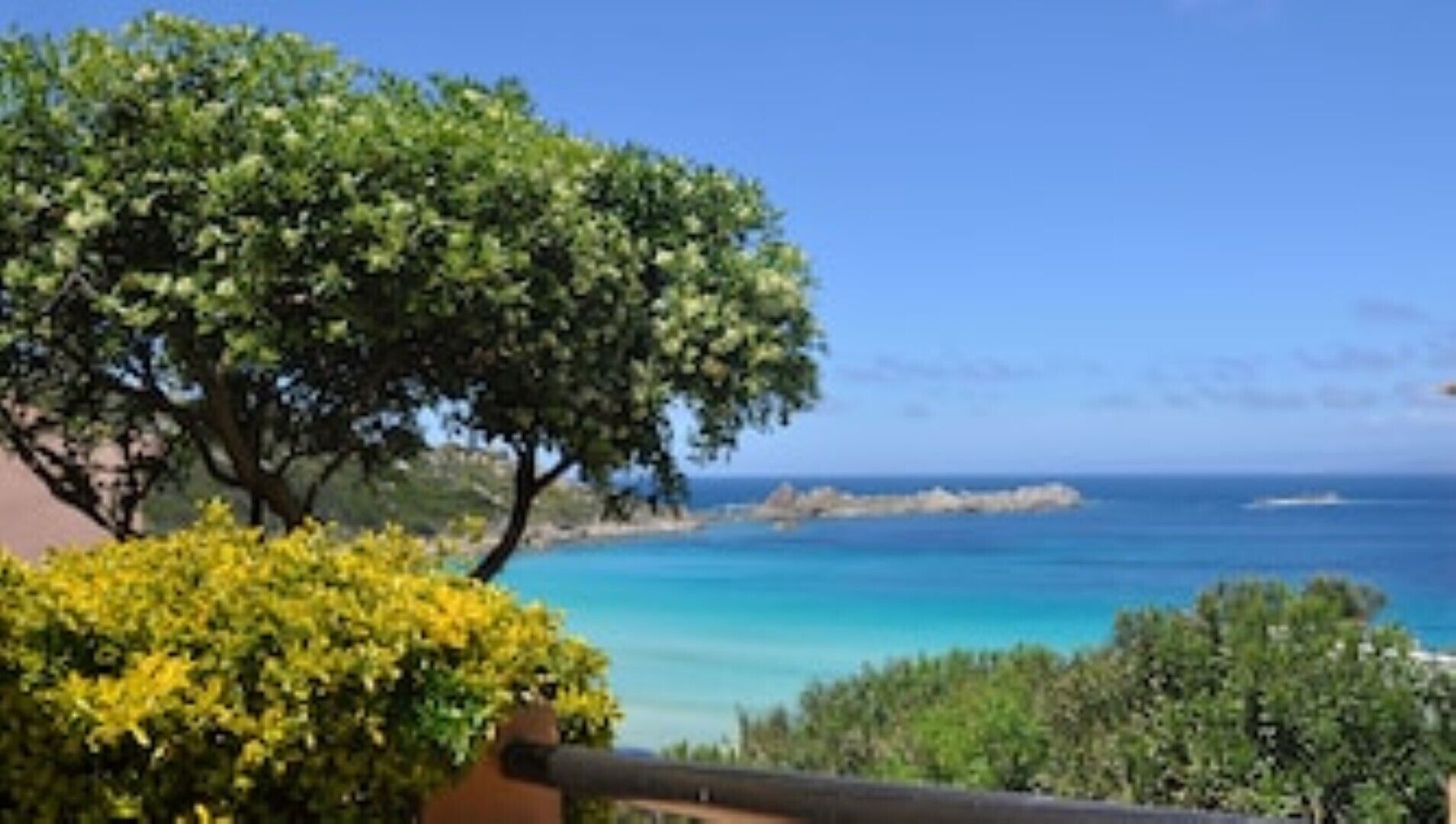 A coastal view with a large tree and a clear blue sea.