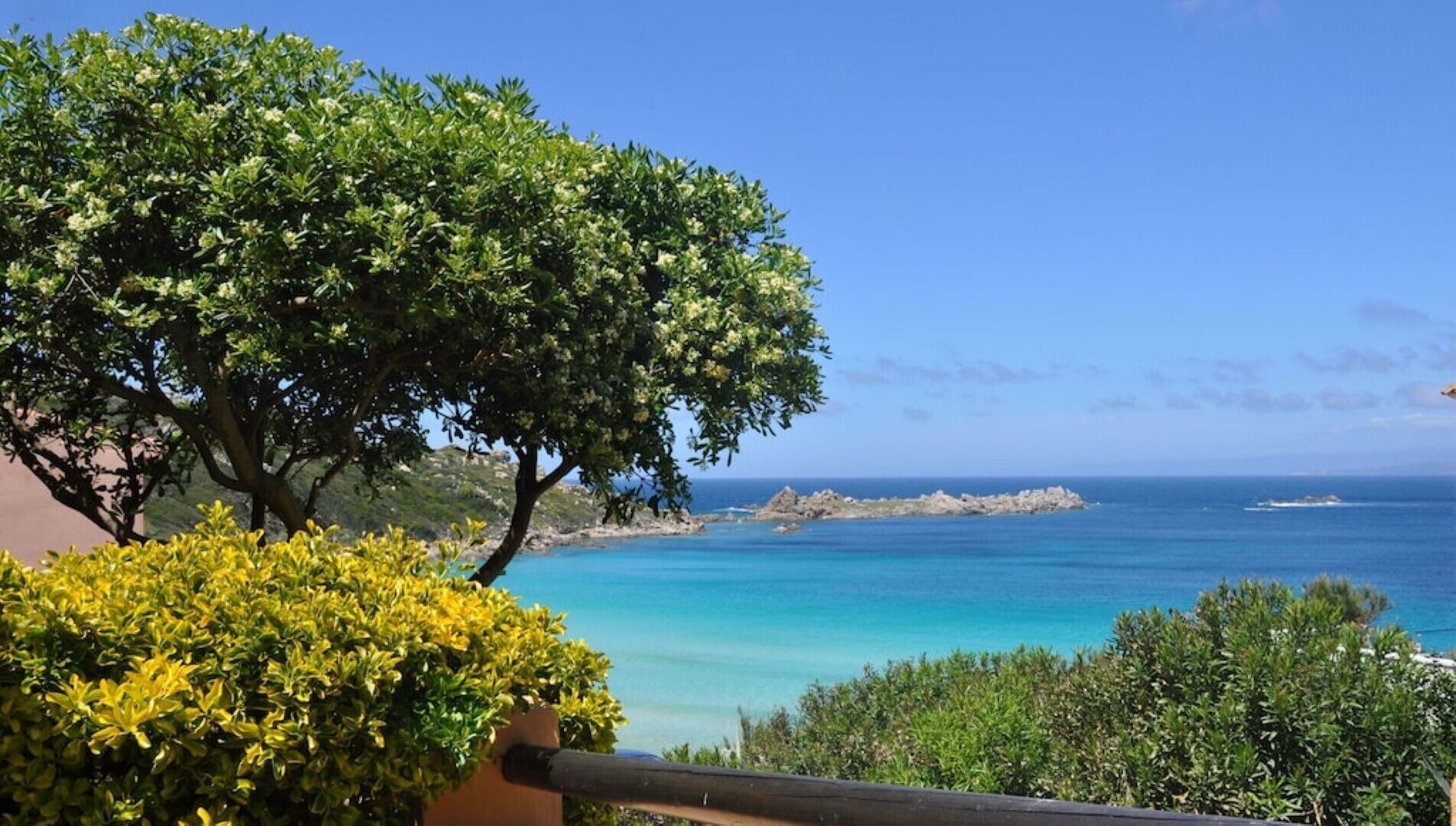 A coastal landscape with a large tree and a view of the sea.