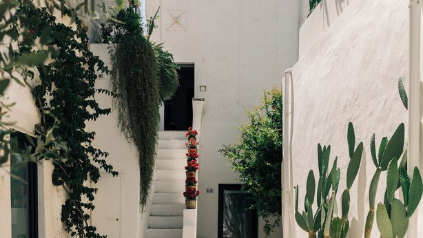 Un patio estrecho con un muro blanco, una planta en maceta, un cactus y una escalera que conduce a un nivel superior.