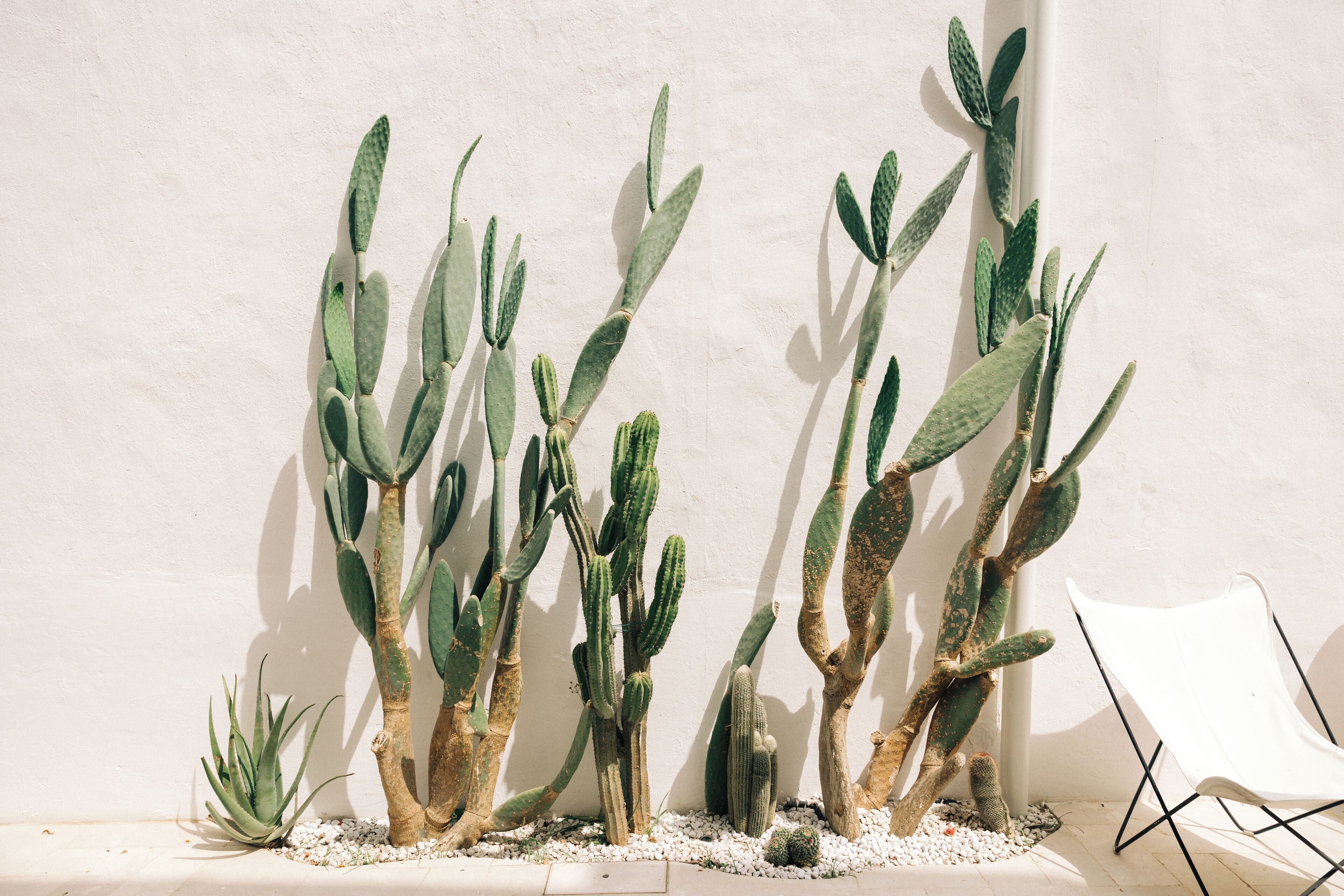 Un jardín de cactus con diversas especies de cactus y una planta de aloe, una silla blanca y una pared blanca.