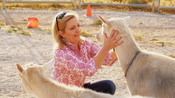 A person interacting with a llama in an outdoor setting with a sandy ground and orange cones in the background.